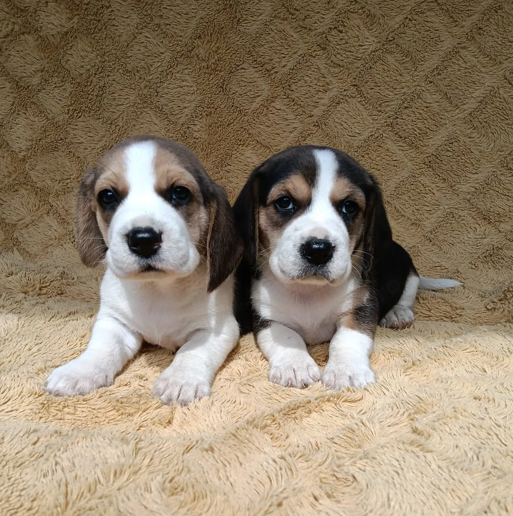 Beagle beagle tricolor 