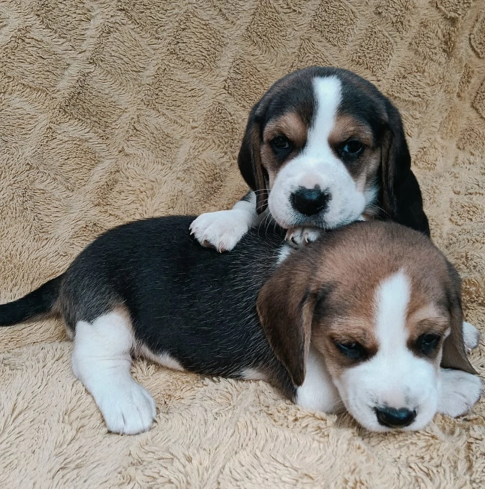Beagle tricolor masculi și femele