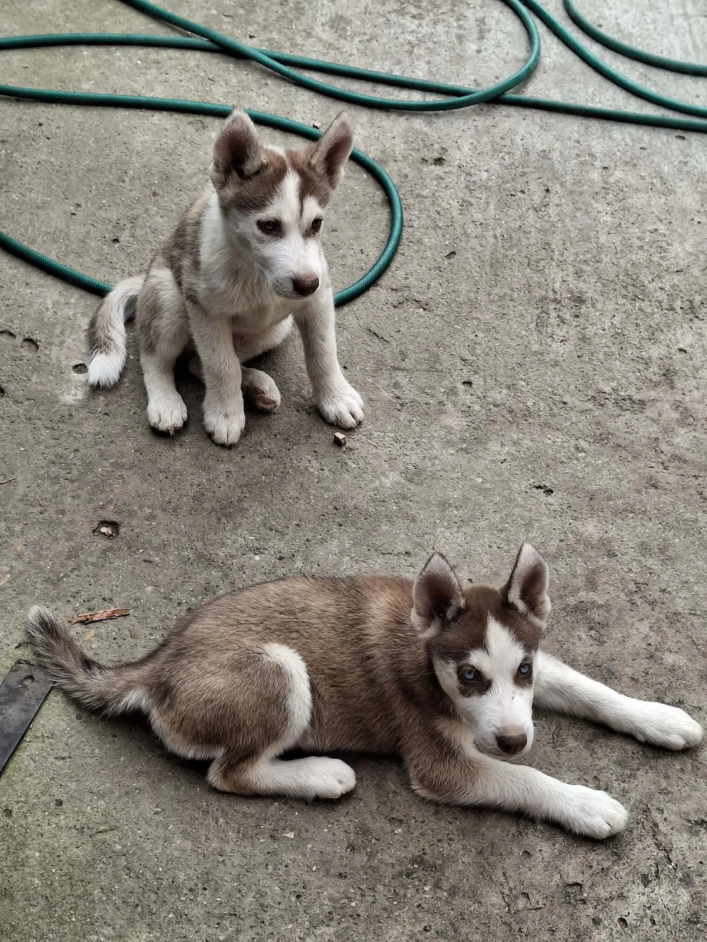 catelusi Hasky Siberian