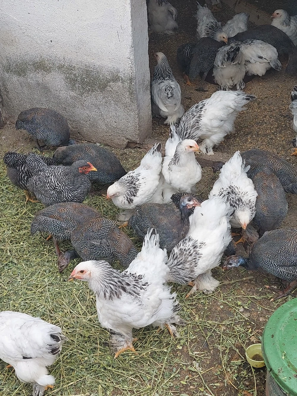 vand pui brahma herminat deschis 