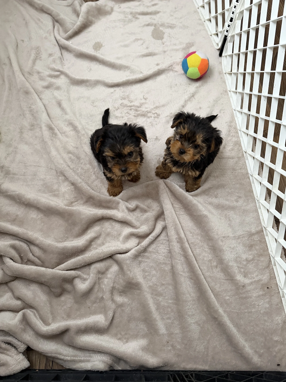 Yorkshire terrier puiuți talie mica