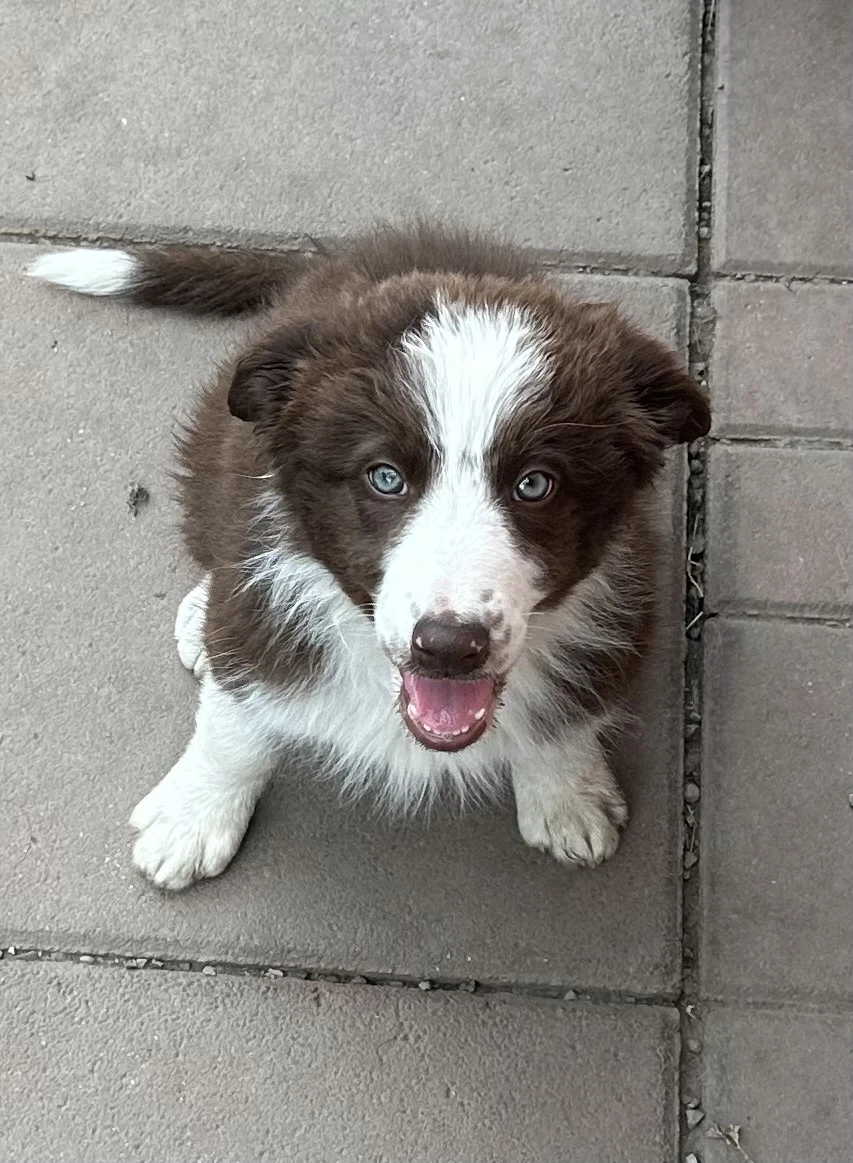 Pui Border Collie Tricolor Negru Cu Alb