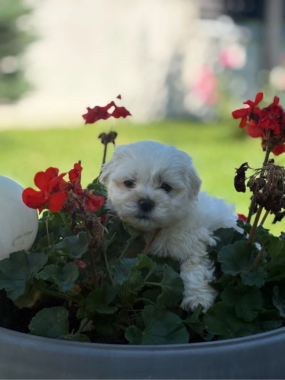 Bichon Maltez Fetita