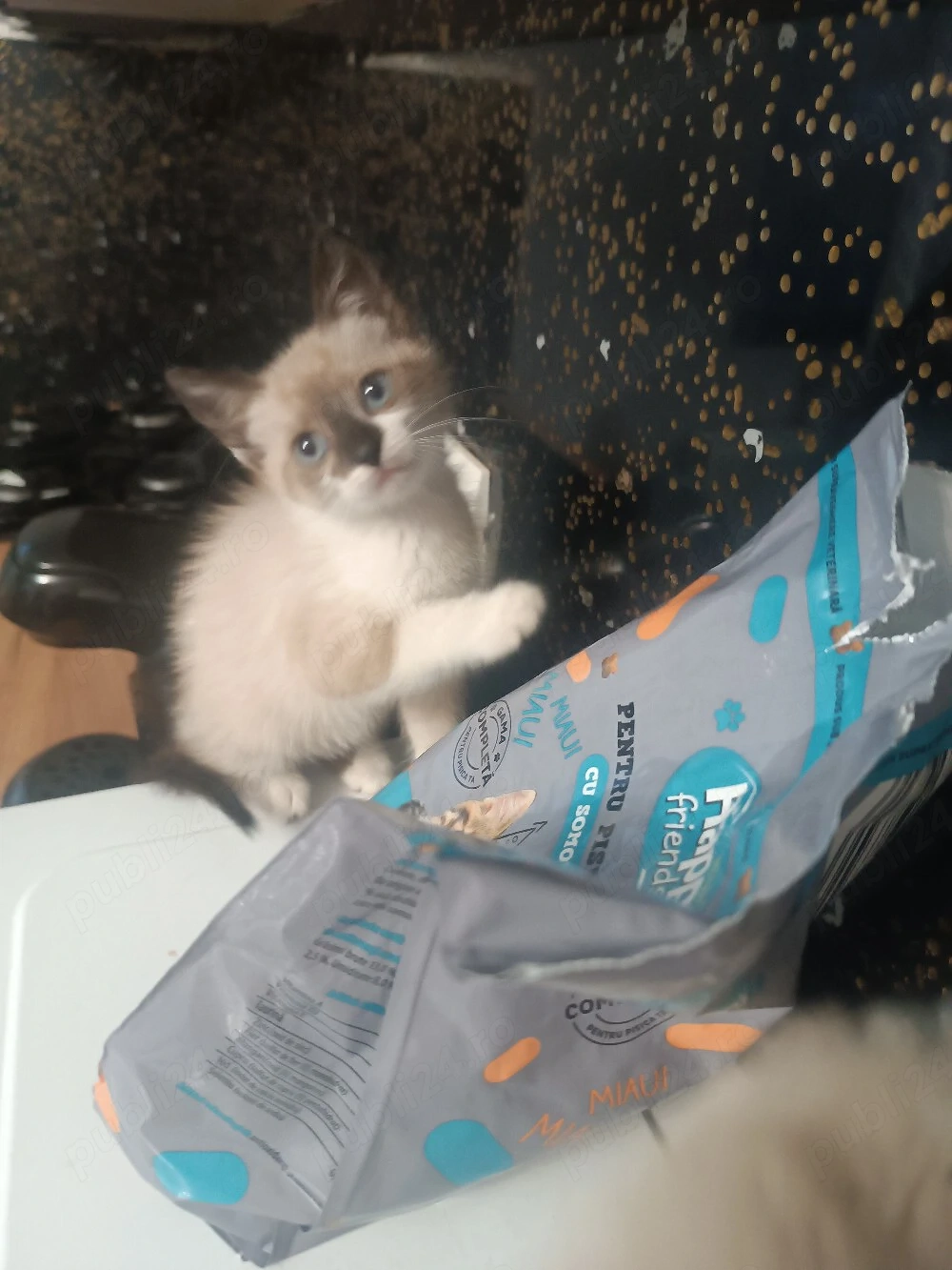 animale de companie 