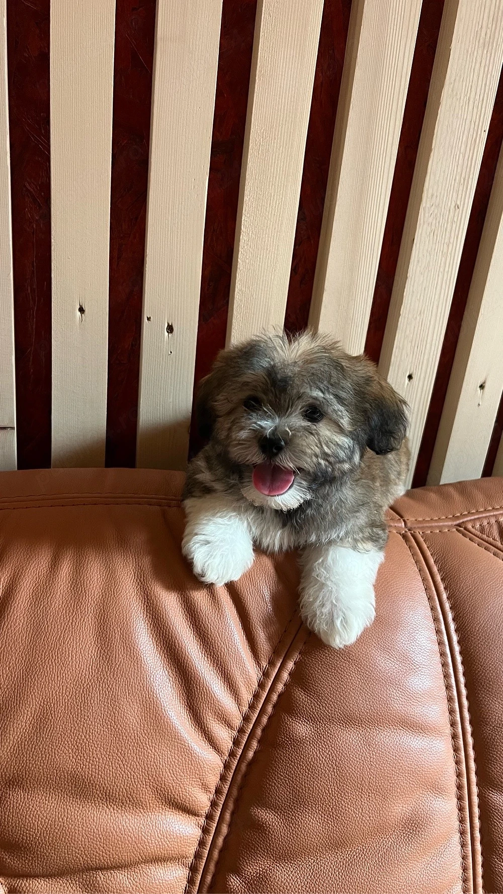 bichon &shitzu 