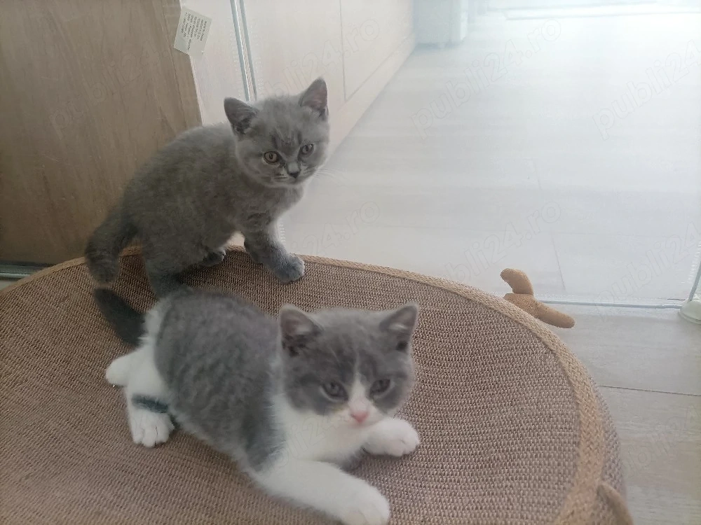 British Shorthair 