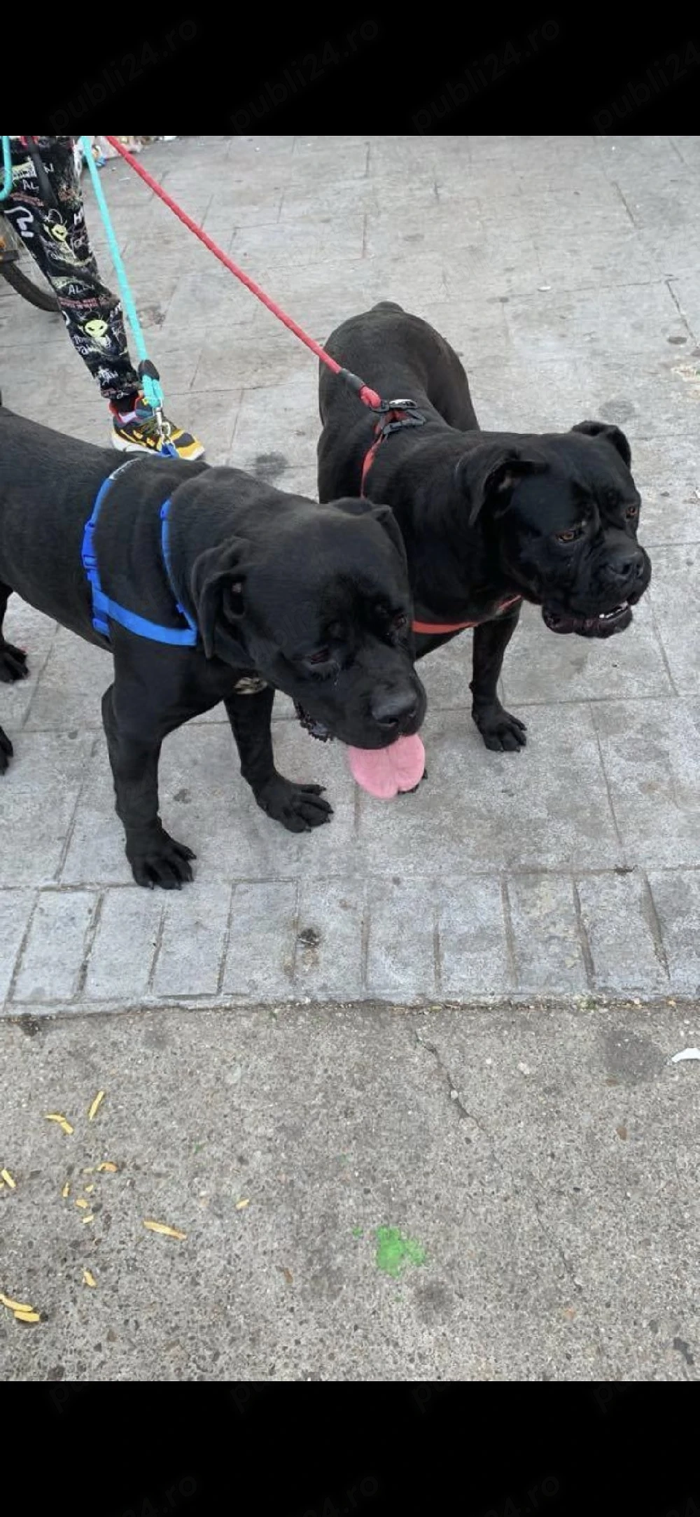 Donez cane corso