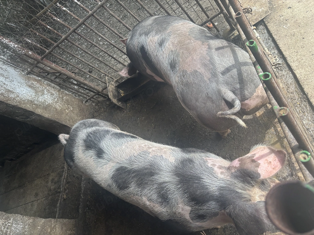 Porci de vânzare 