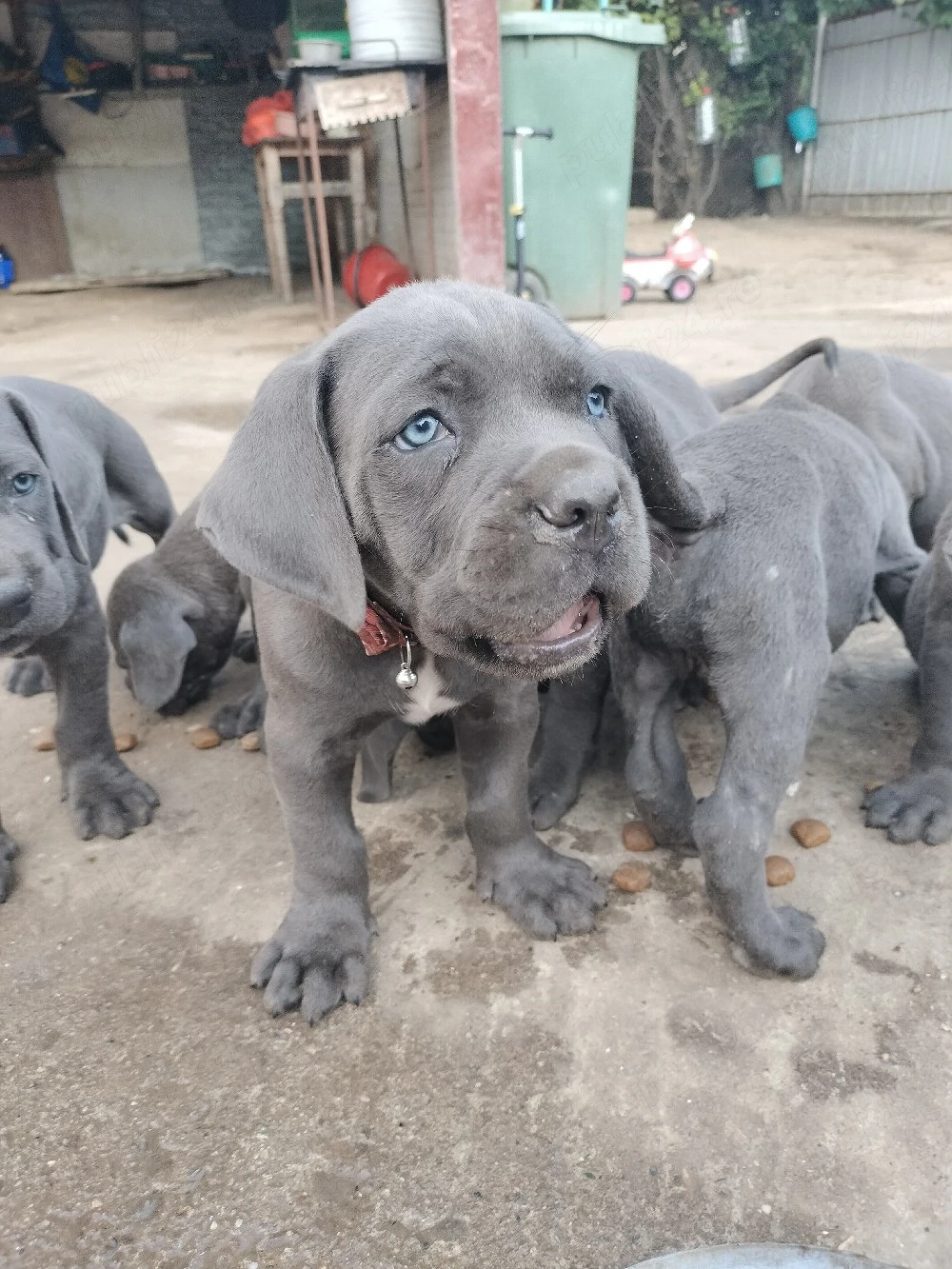 Disponibili