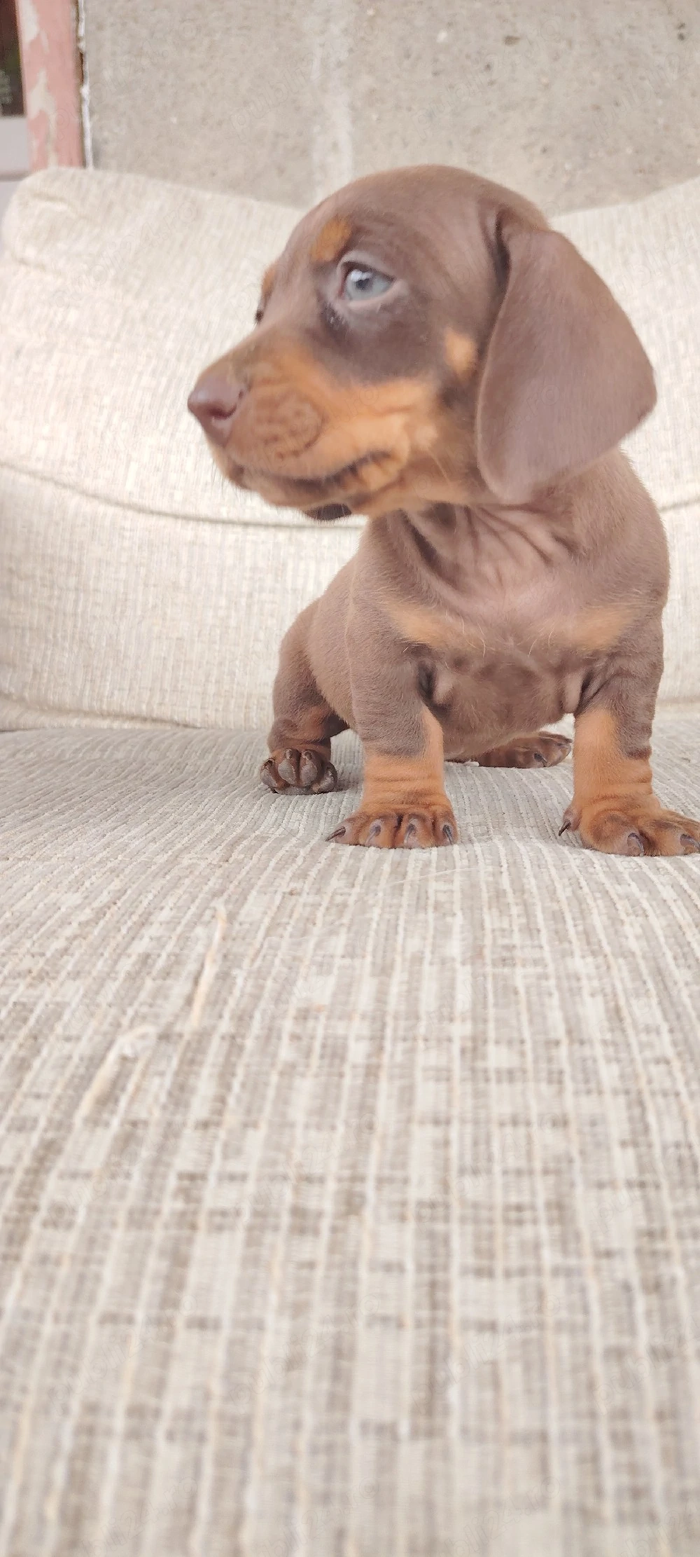 Disponibili teckeli Dacshund 