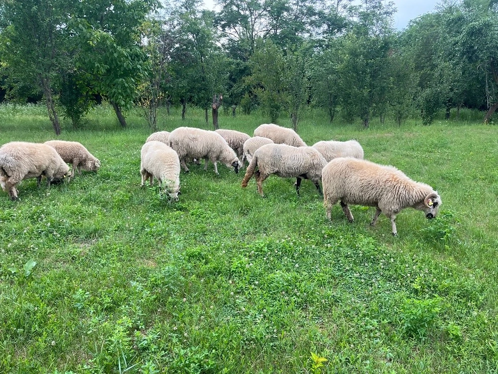 Vând oi Breze 