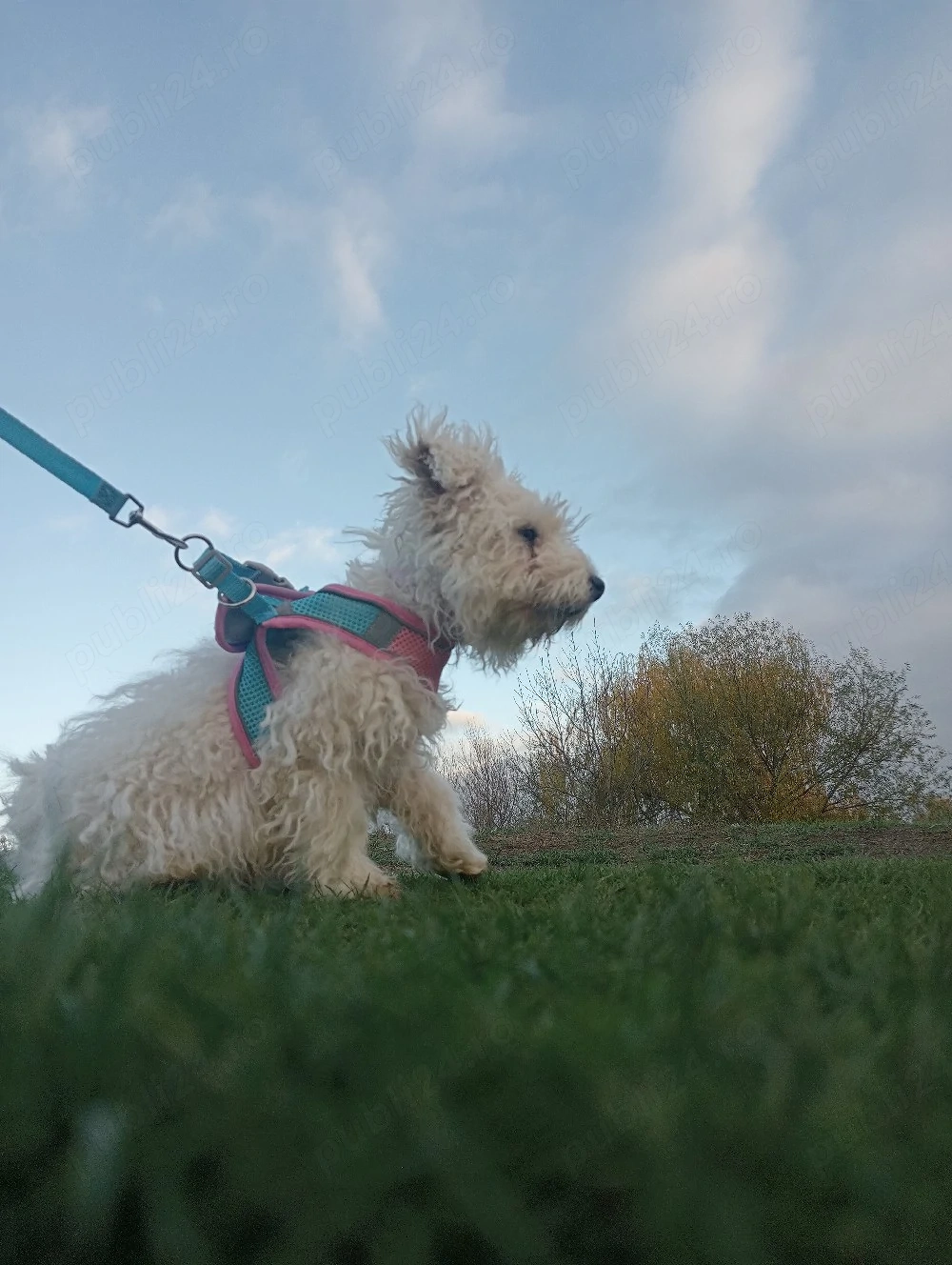 bichon maltese 