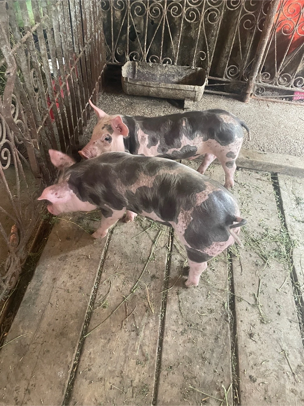 De vanzare purcei!