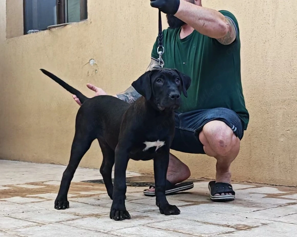 Pui de Presa Canario cu Pedigree FCI din parinti campioni