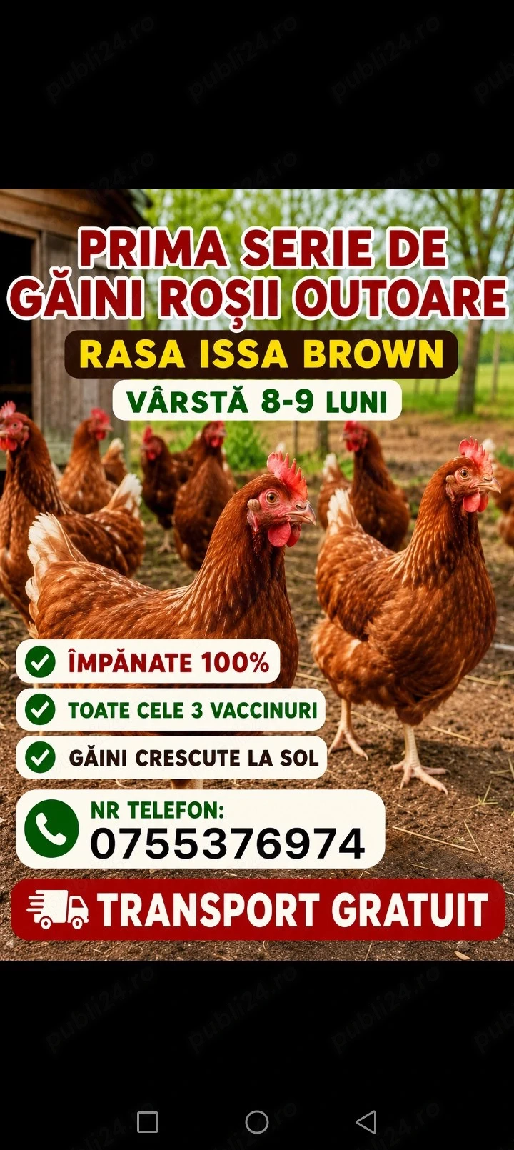 gaini de ouă 