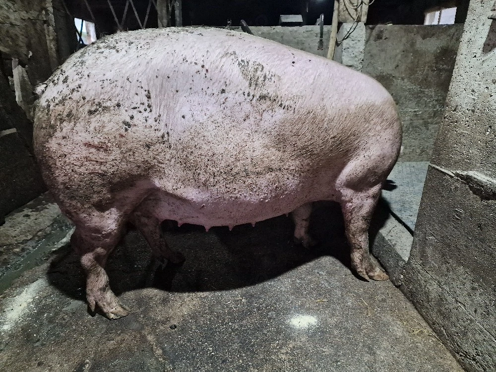 scroafa gestanta 