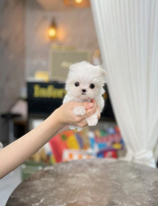 Bichon maltez mini toy 