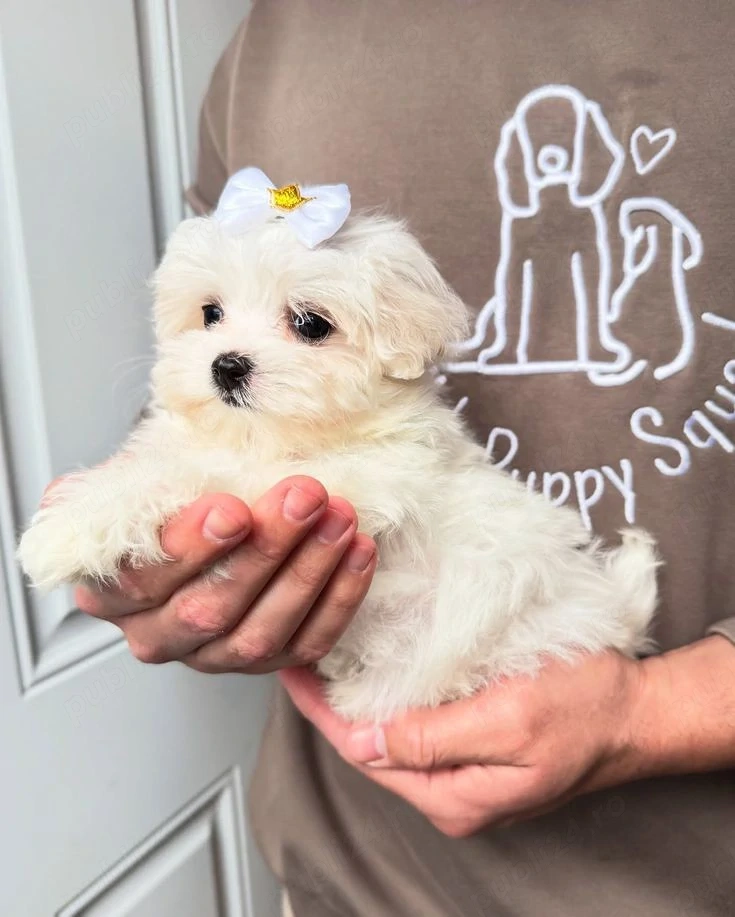 Bichon maltez mini toy 
