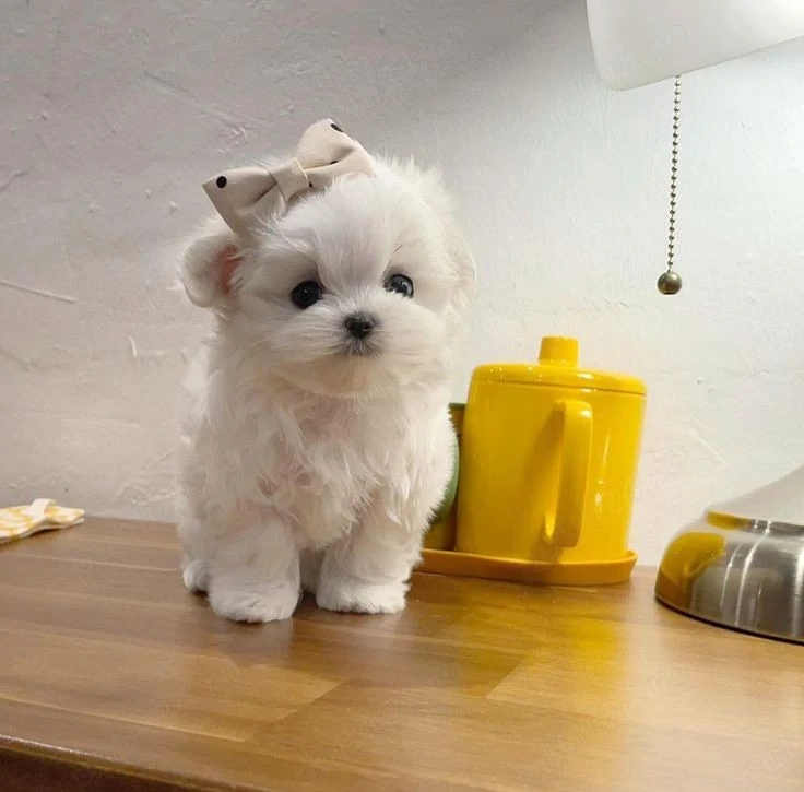 Bichon maltez mini toy 