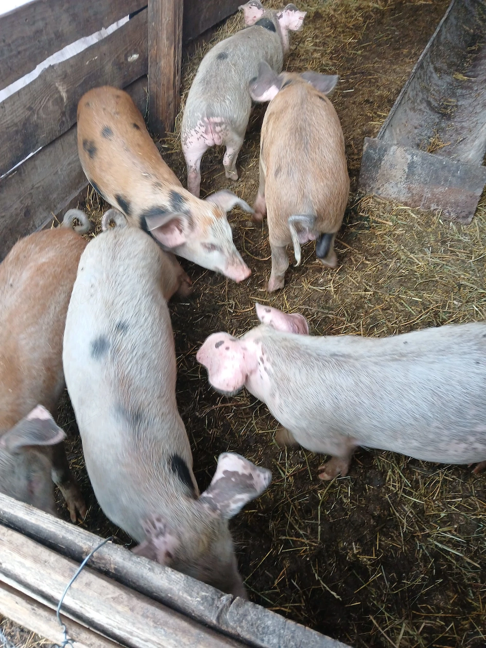 Vand 5 purcei care au peste 40 de kg