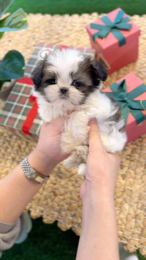 Bichon maltez mini toy