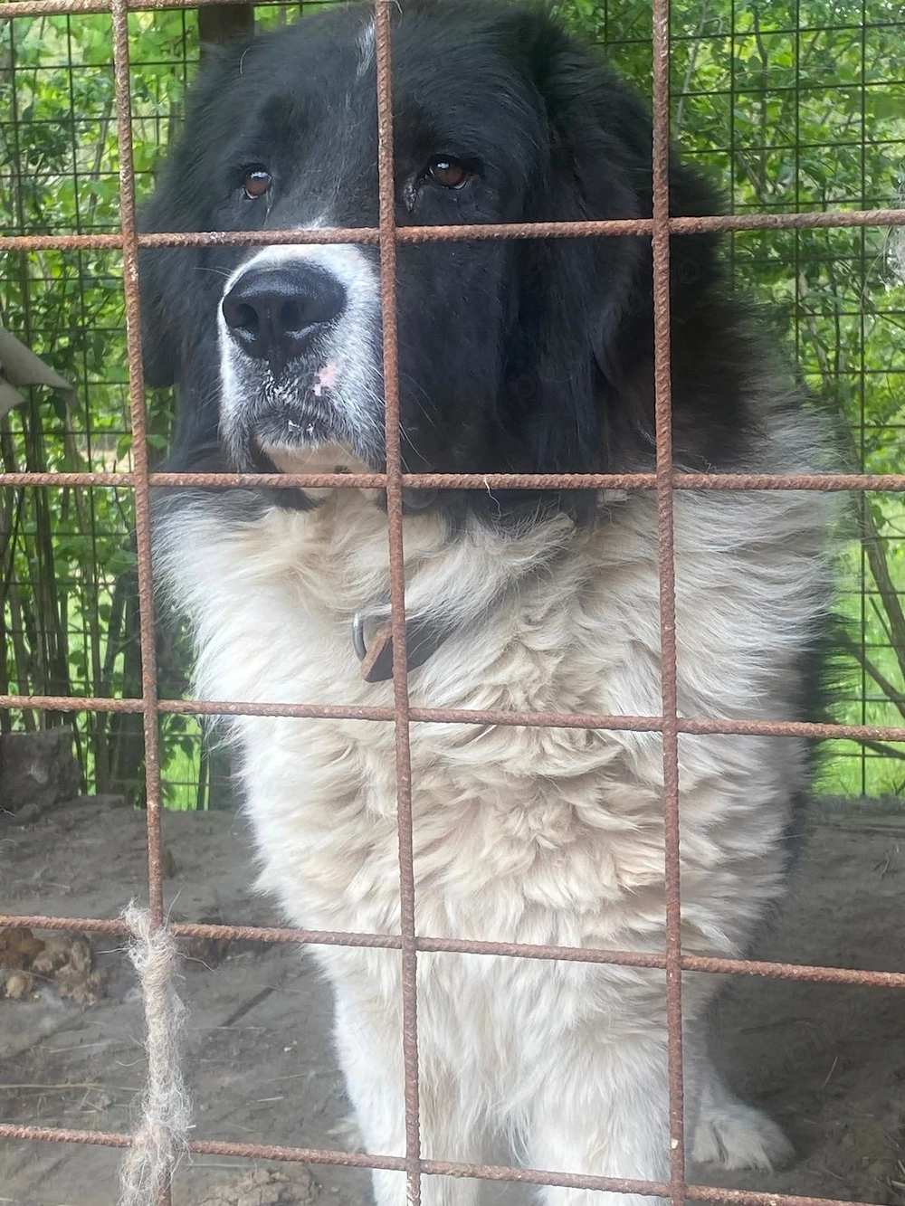 Vând Ciobanesc de Bucovina 