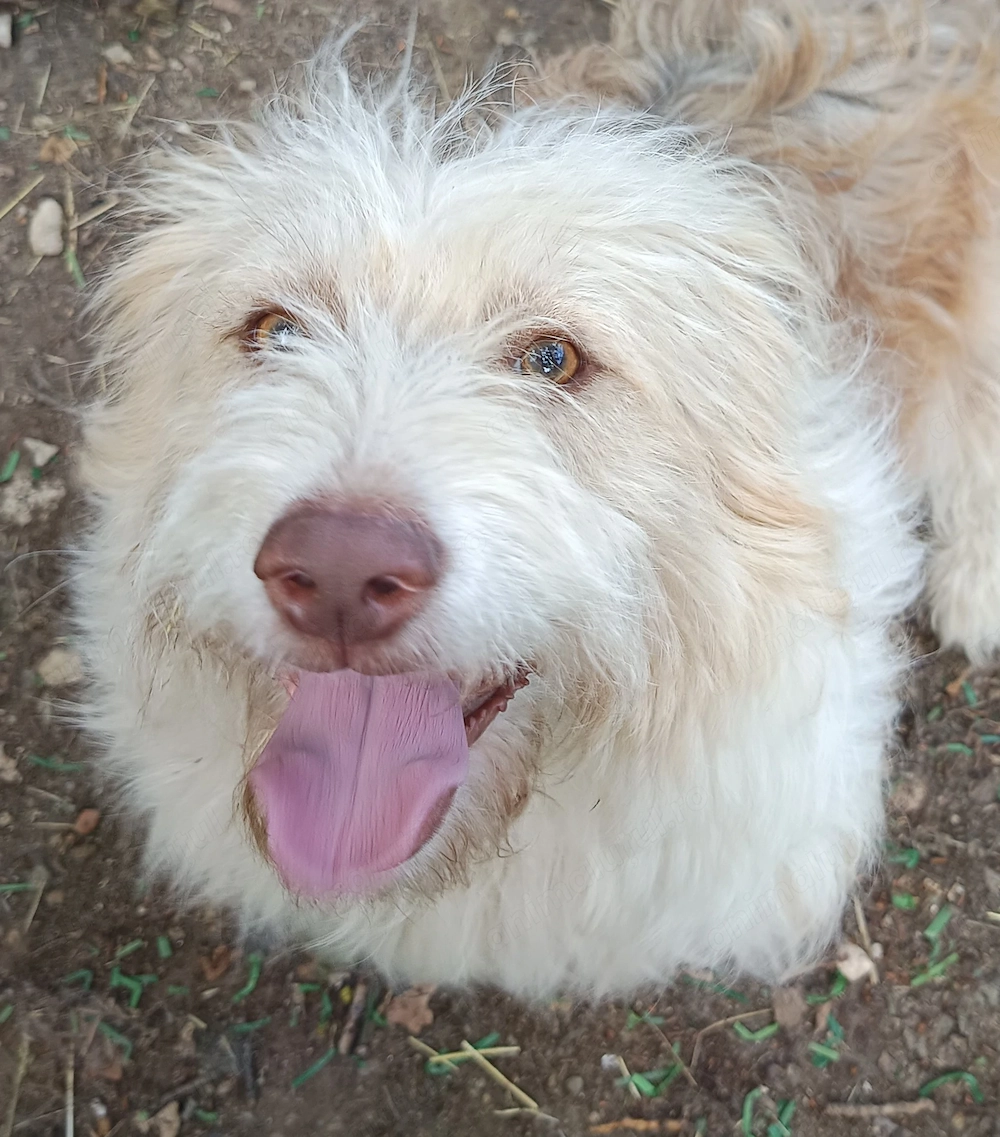 Cățel mascul spre adopție responsabilă   Sebeș, jud. Alba 
