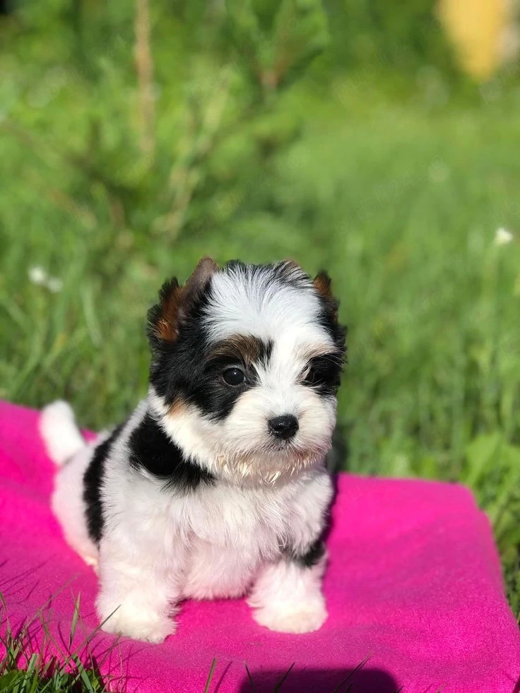 Bichon maltez mini toy 
