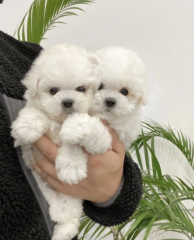 Bichon maltez mini toy