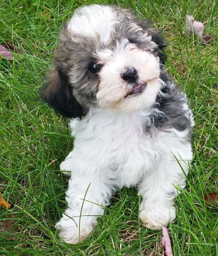 Bichon maltez mini toy