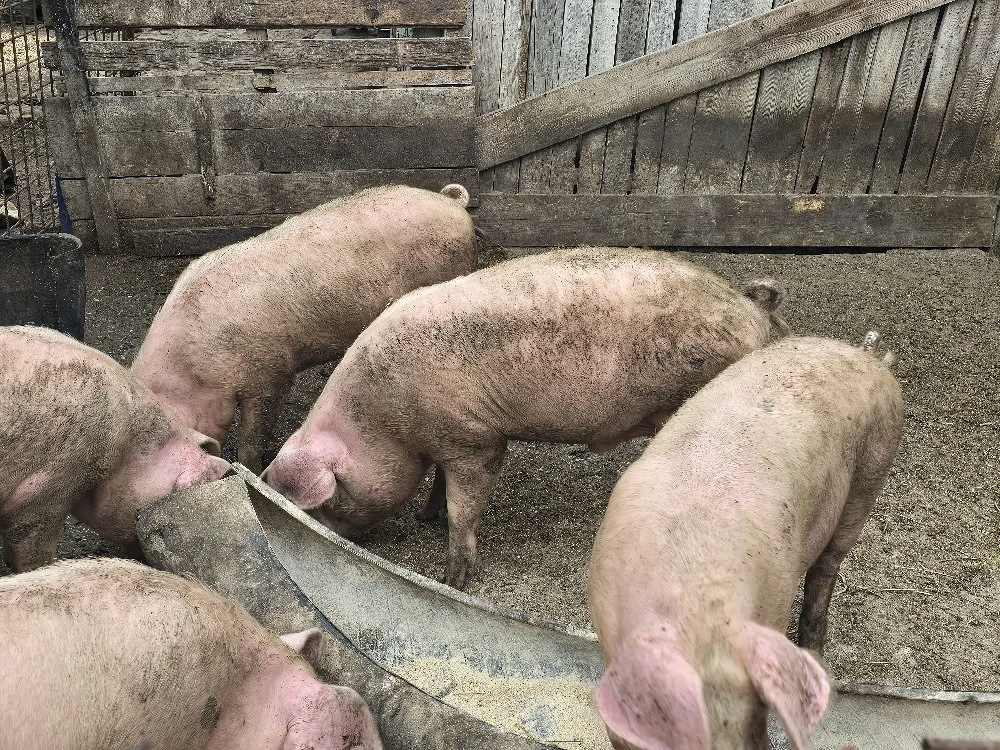 porci de vânzare
