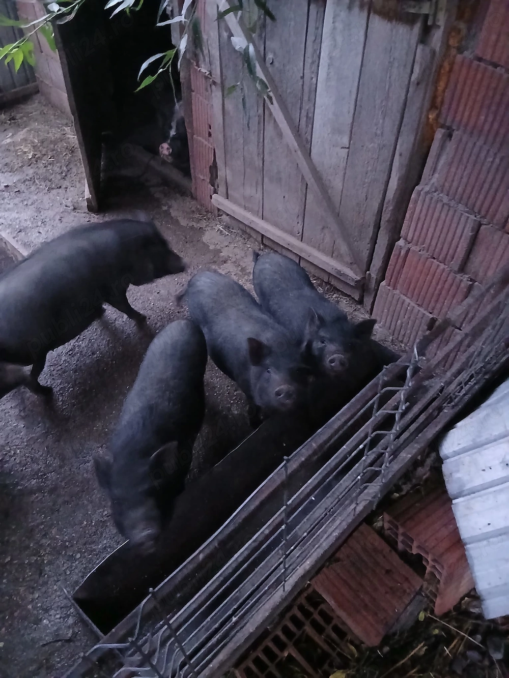 Vand porci vietnamez scrofite pentru monta 