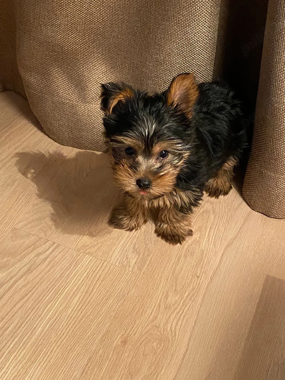 Yorkshire terrier mini toy 
