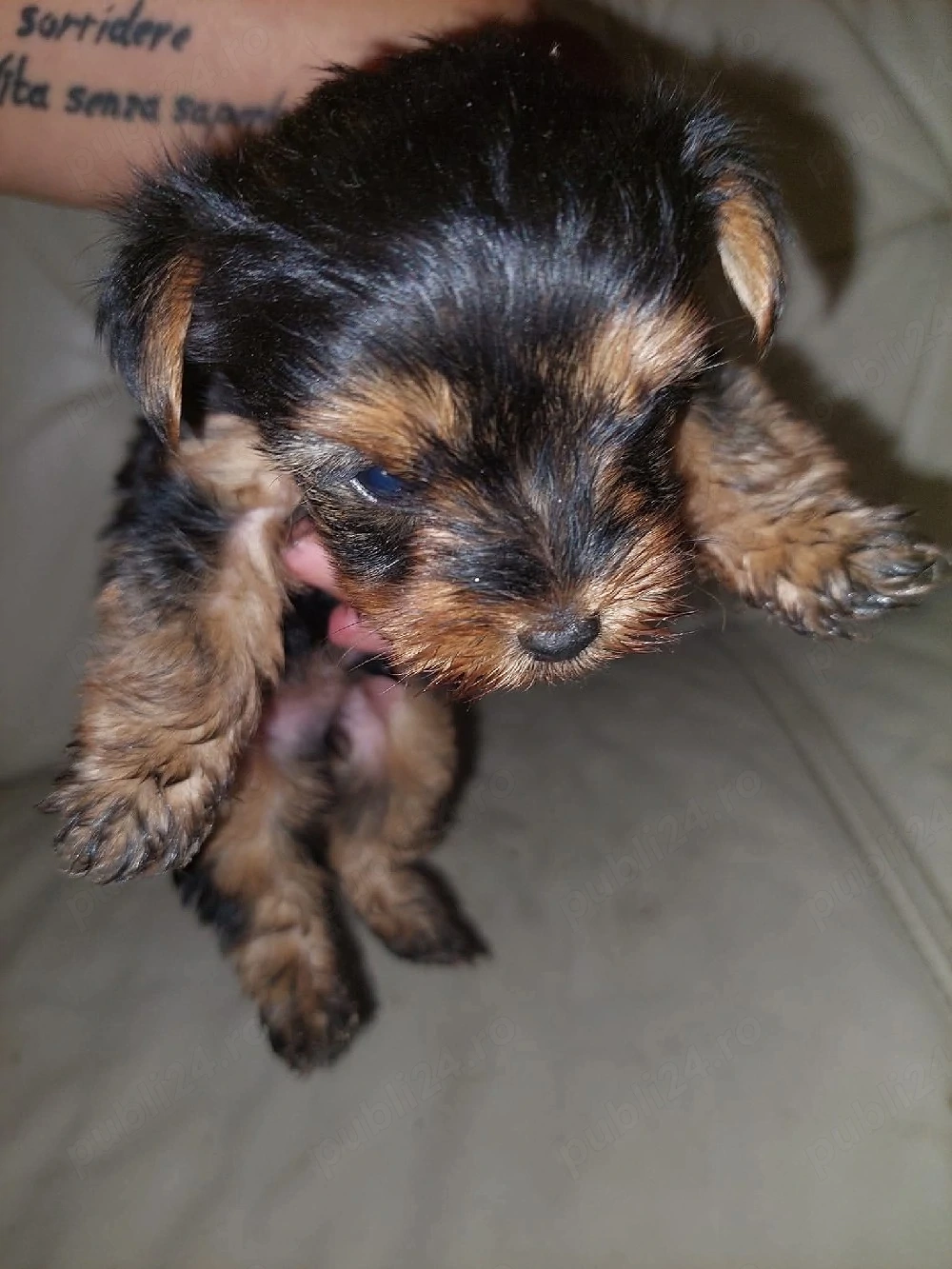 Yorkshire terrier mini toy 