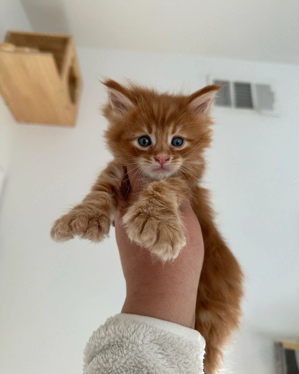 Maine Coon Iubitor