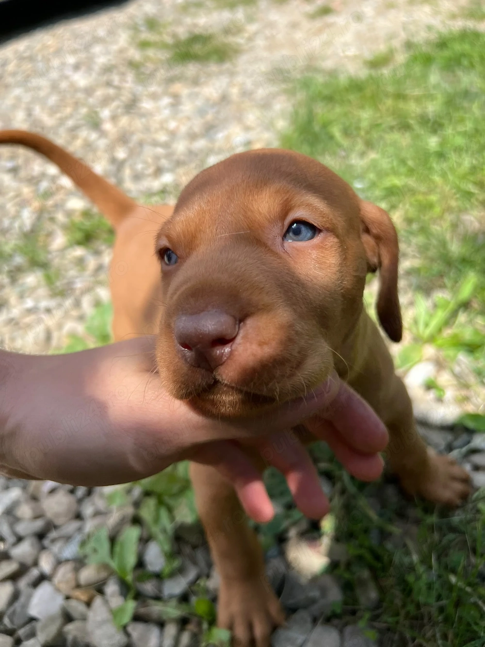 Vand pui rasa Vizsla Maghiara (Bracul Unguresc)   8 saptamani, rasa pura, vaccinati