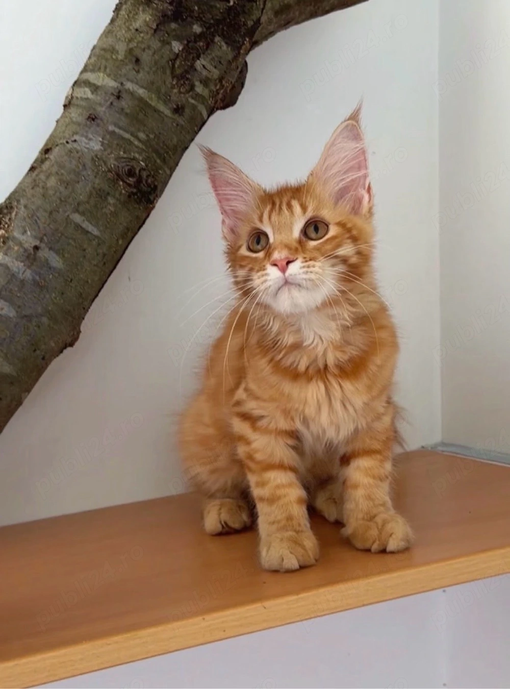 Maine Coon adorabil 