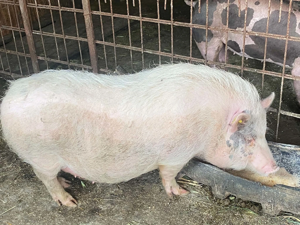  Scrofiță Vietnameză 70 kg