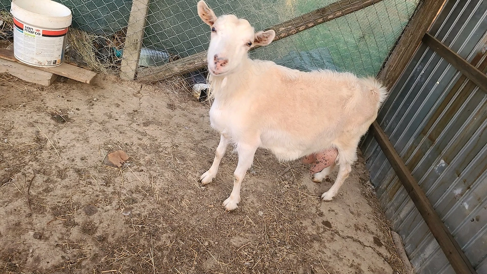 Vând sau schimb 3 capre bune de lapte 