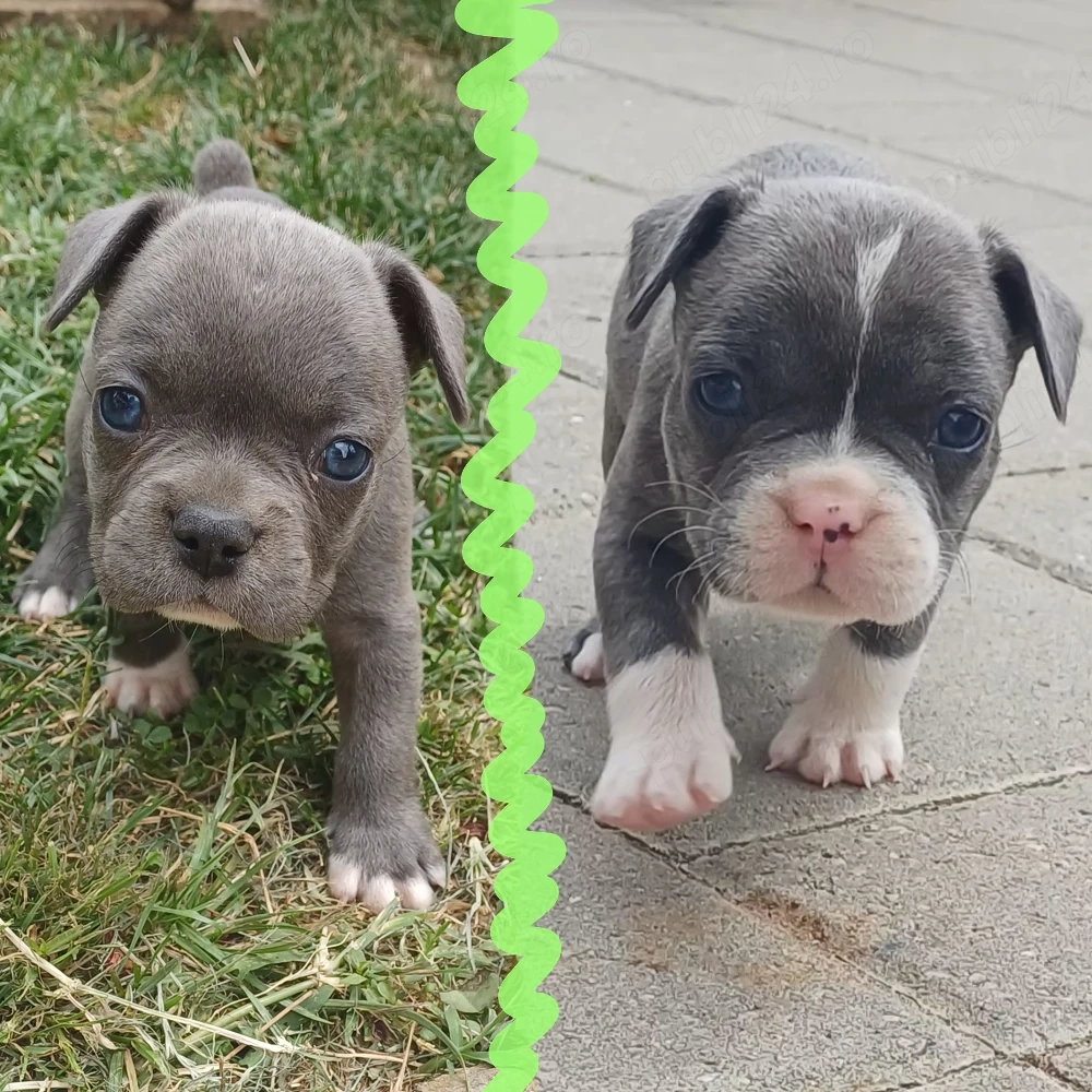 Puiuti Bulldog Francez rasa pura isi cauta casute iubitoare