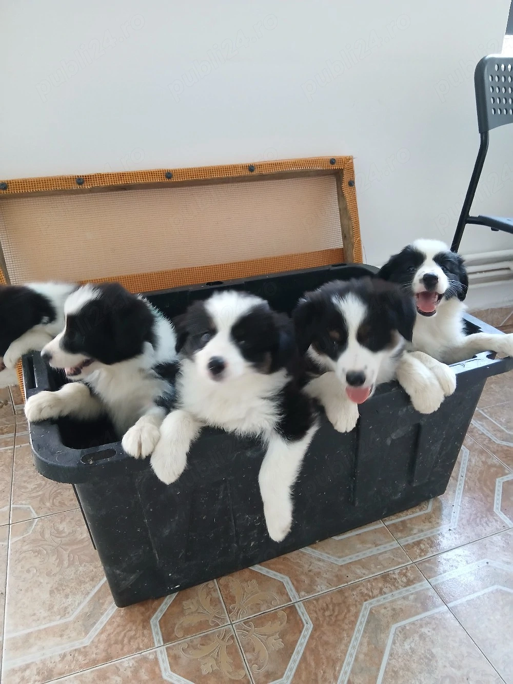 pui border collie 