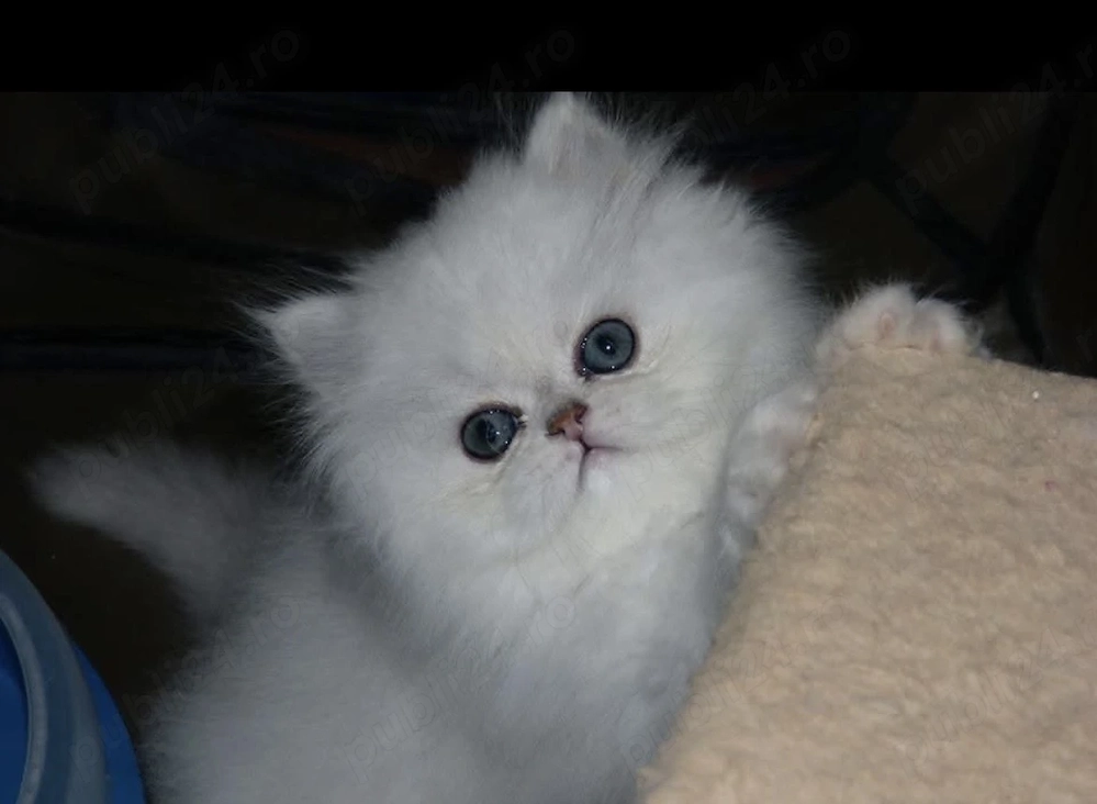pisoi persan silver