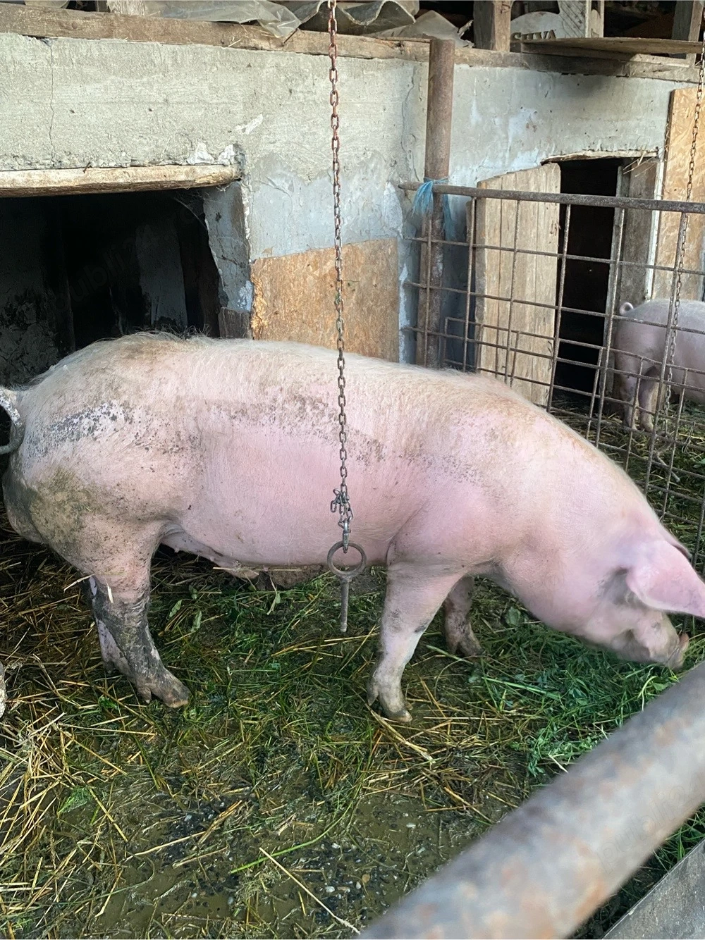 Vier Landrace + Pietrain 110-120 kg  fac si schimb