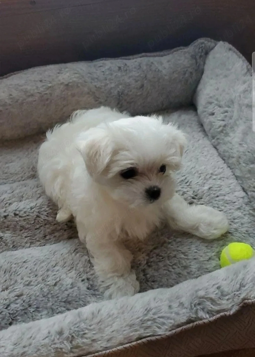 Vand pui Bichon  fetita 