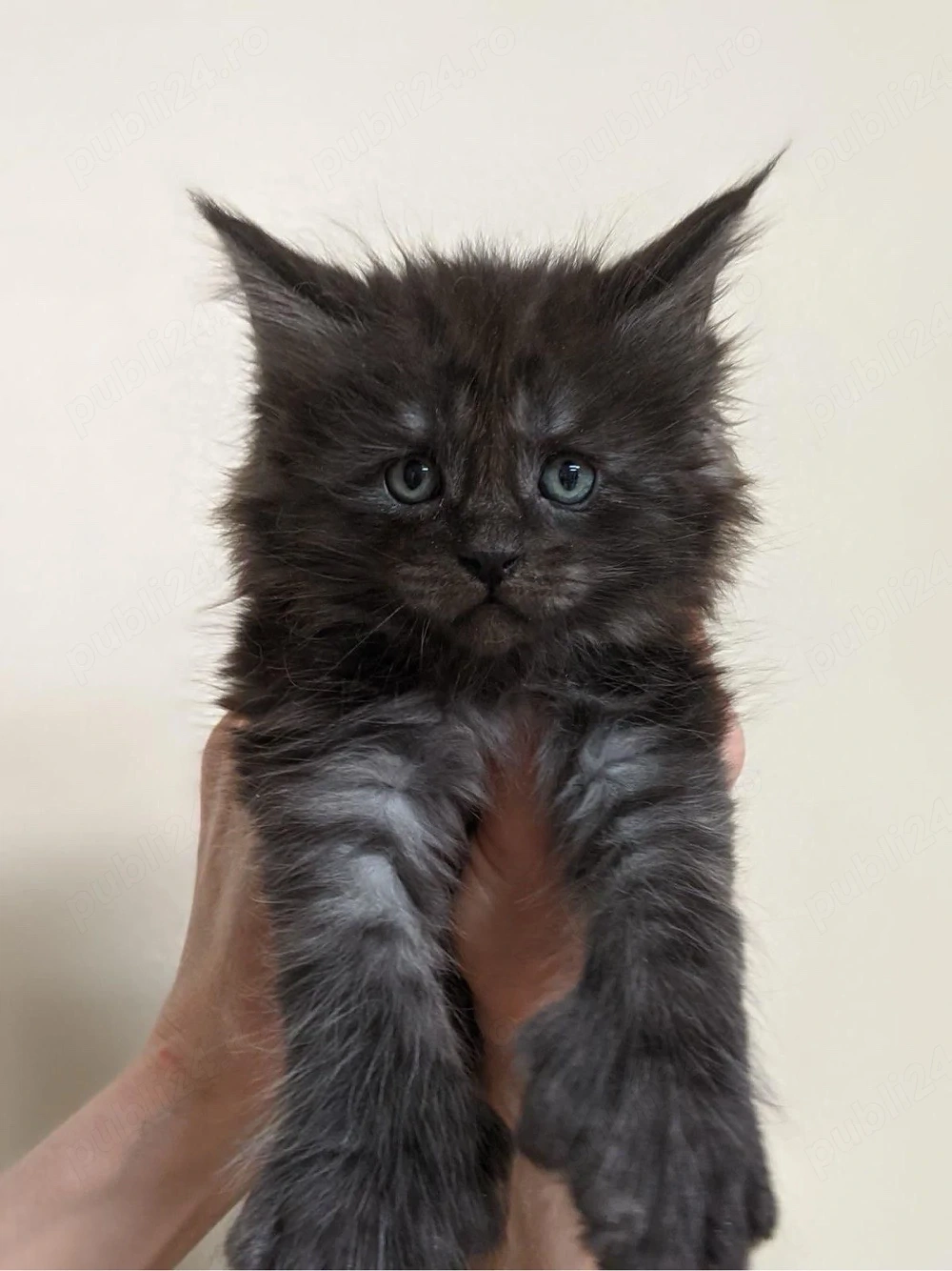 Maine Coon disponibil 