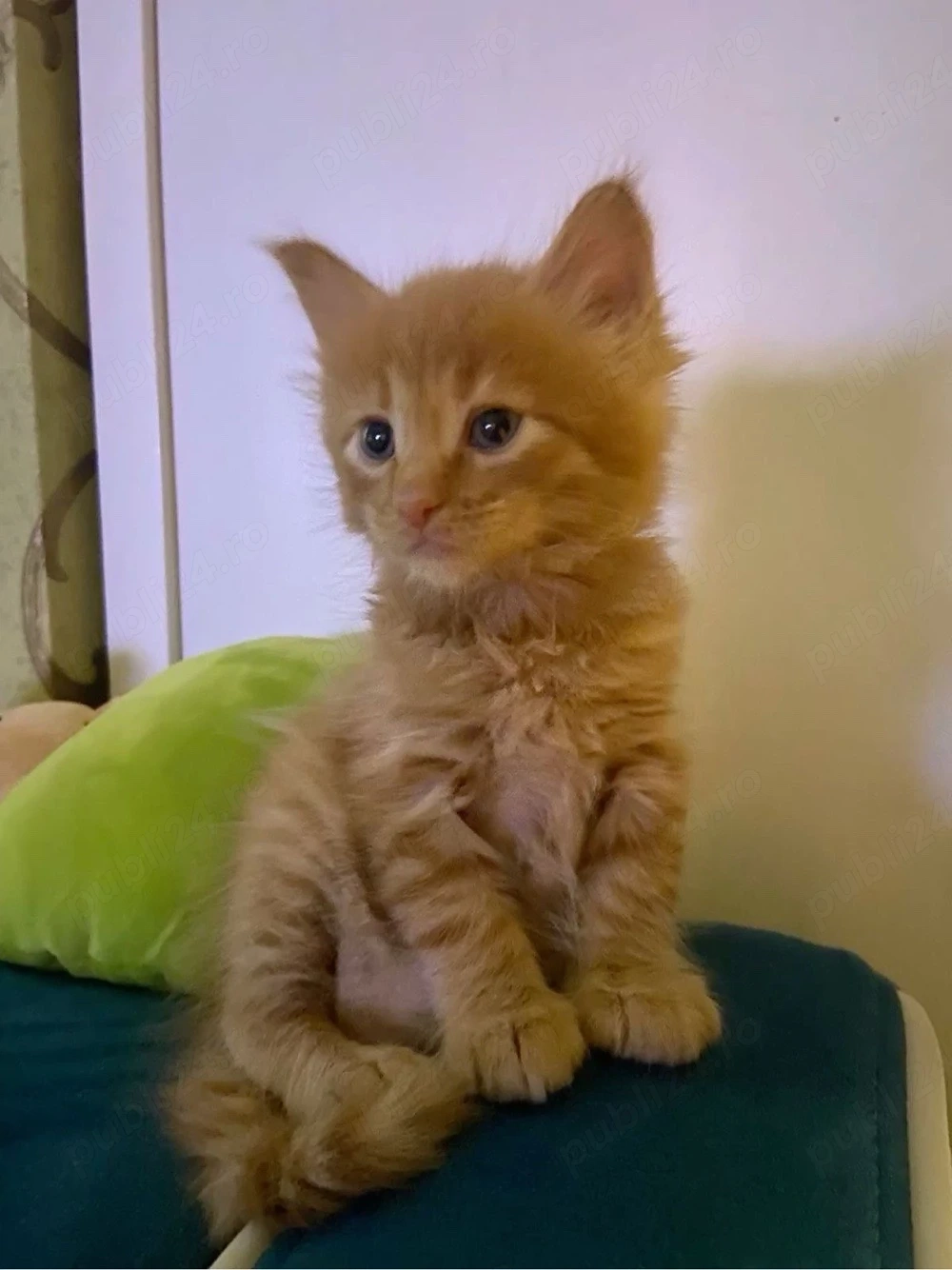 Maine Coon  