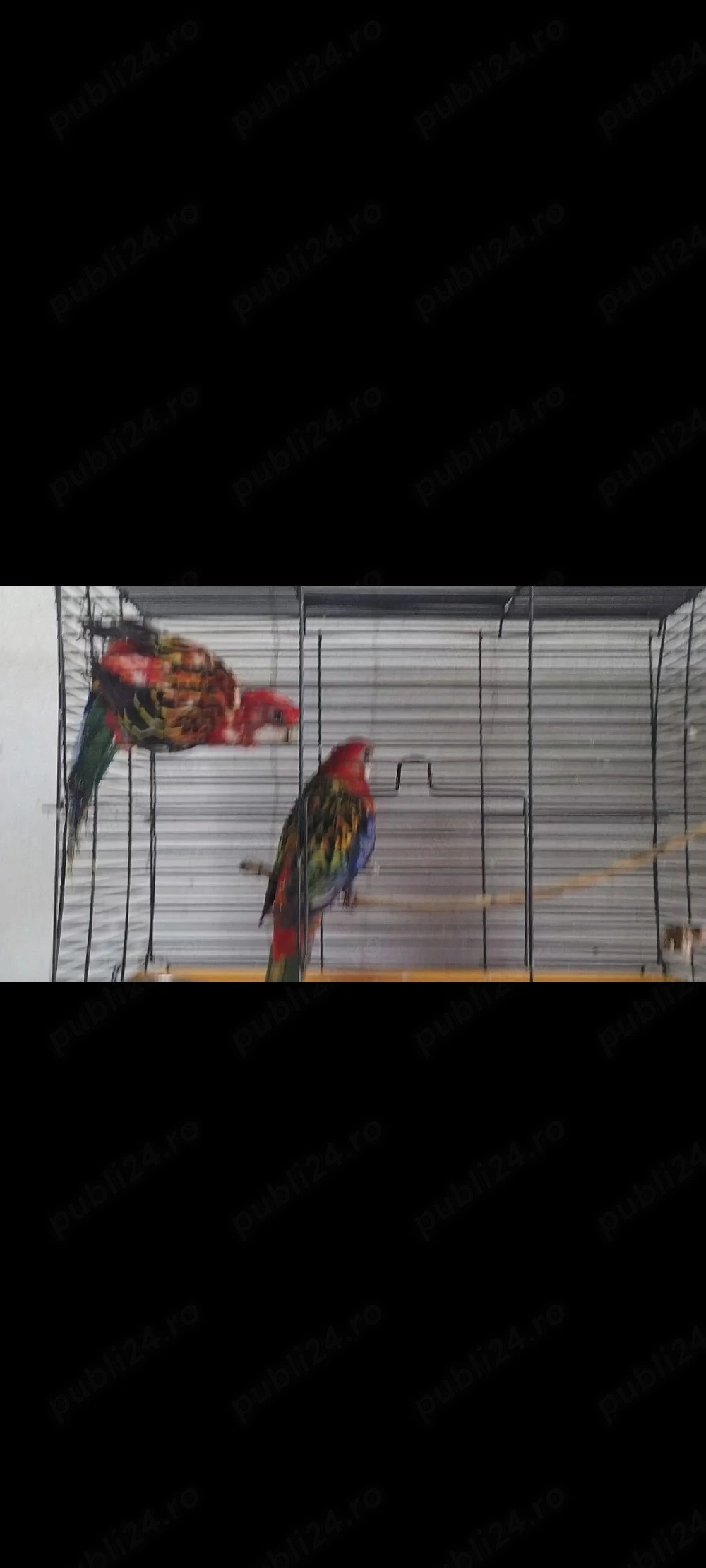 rosella pereche 