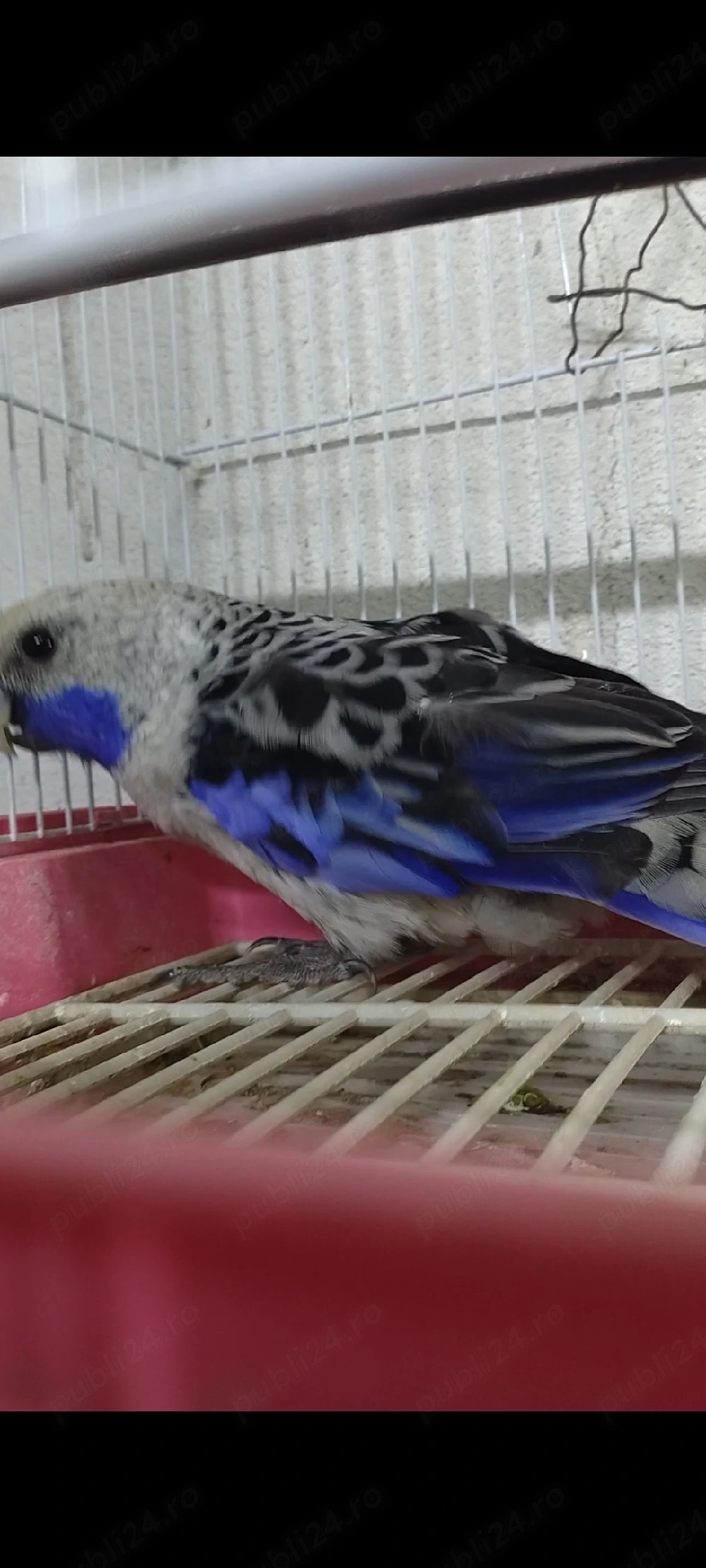 rosella penata 