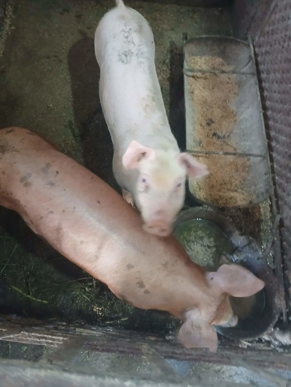 Mai sunt 2 Scrofite Duroc cu Pietrean 