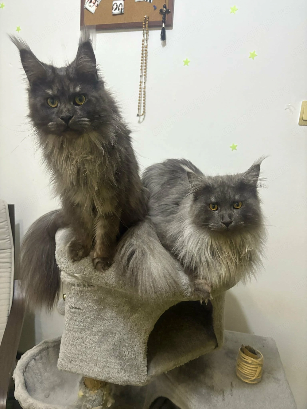 Maine Coon, ambii incluși în preț, fată și băiat, 1 an și jumătate 